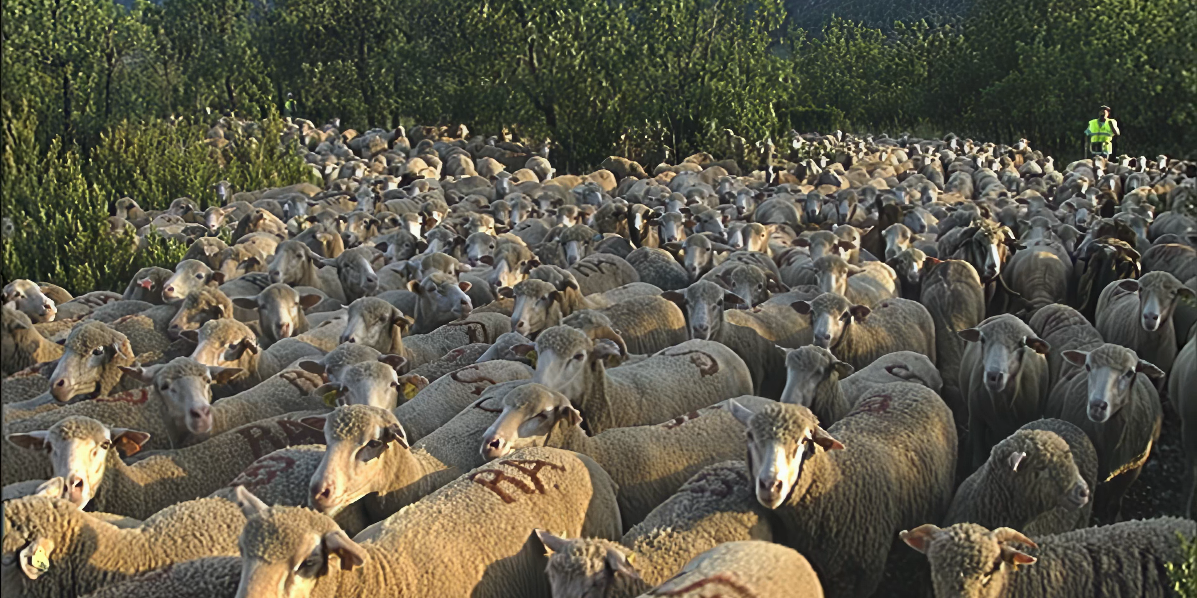 Image d'archive des transhumances, montrant des bergers et leurs troupeaux traversant des paysages typiques, une scène emblématique de la tradition pastorale, parfaite pour illustrer l'histoire et le patrimoine des transhumances dans les publications de presse.