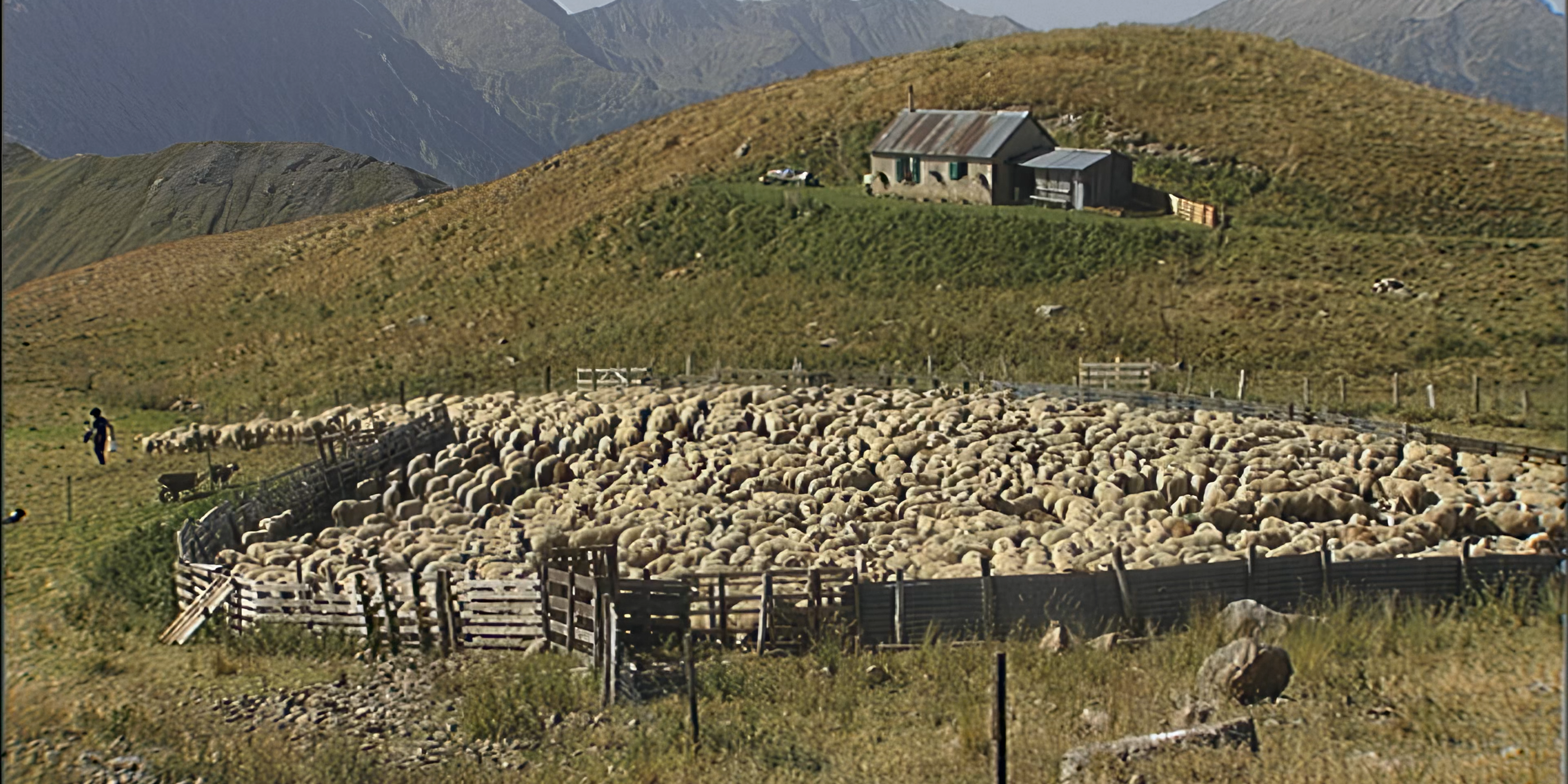 Photo d'archive des transhumances, capturant un moment historique de ce traditionnel voyage pastoral, mettant en lumière la relation entre l'homme, les troupeaux et les paysages intemporels, idéale pour illustrer l'héritage culturel des transhumances dans la presse."