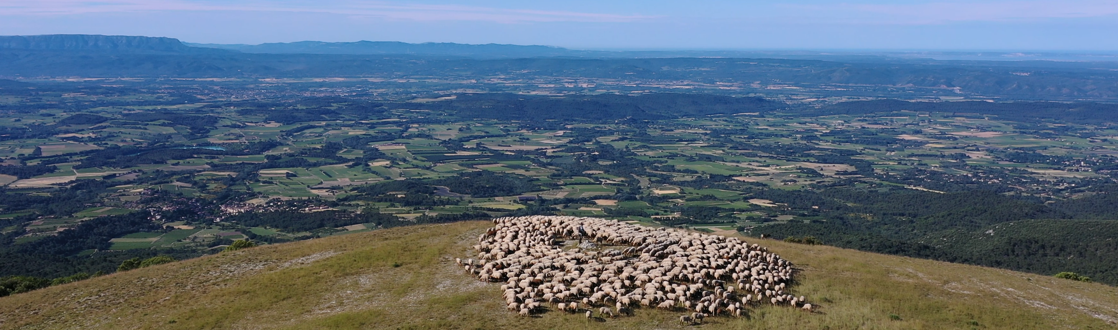Paysage typique de la Provence, avec de vastes prairies et des moutons, illustrant l'authenticité et la beauté des traditions, accompagné de la phrase : Alpes Provence Films – Au cœur de la nature et des traditions.